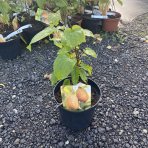 Aktinídia hybrid - kiwi (Actinidia hybrid) ´ZAKARPACIE´ - výška 10-20 cm, kont. P9 (-26°C)